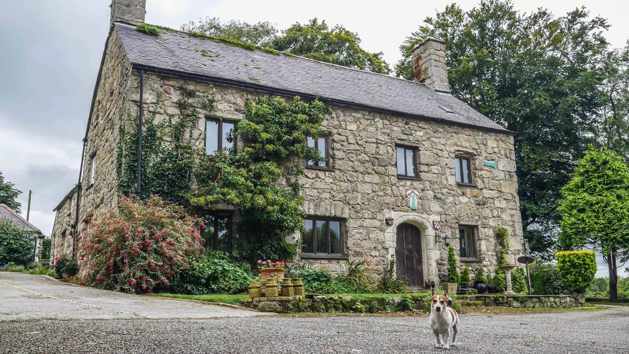 photo of the stone front of the house with tudor carvings around an old arched front door and small jack russell dog in the foreground